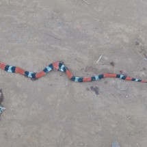 Very poisonous snake in the Yvytyruzu sanctuary - fortunately dead